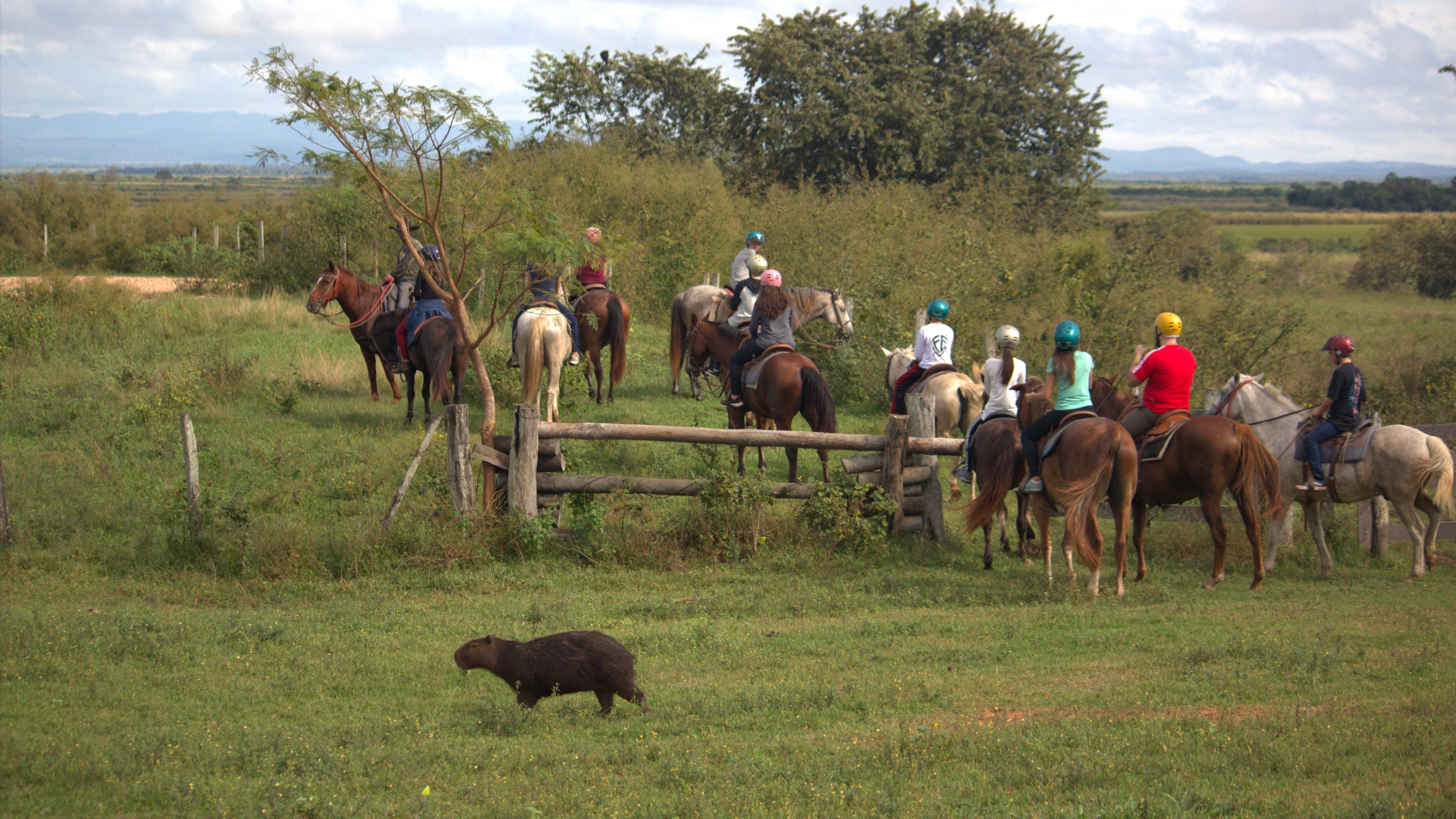 pantanal horseback