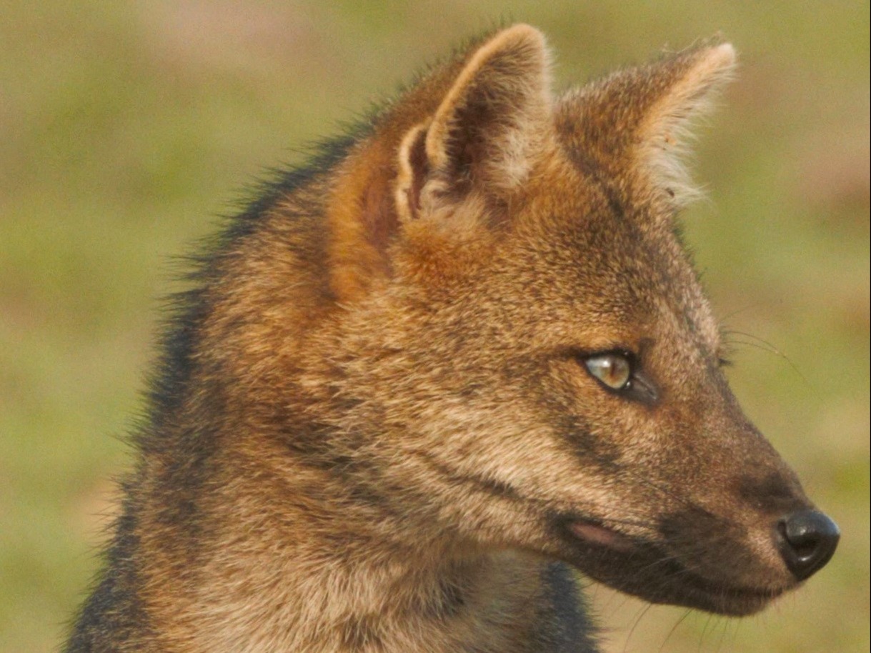 crab eating fox