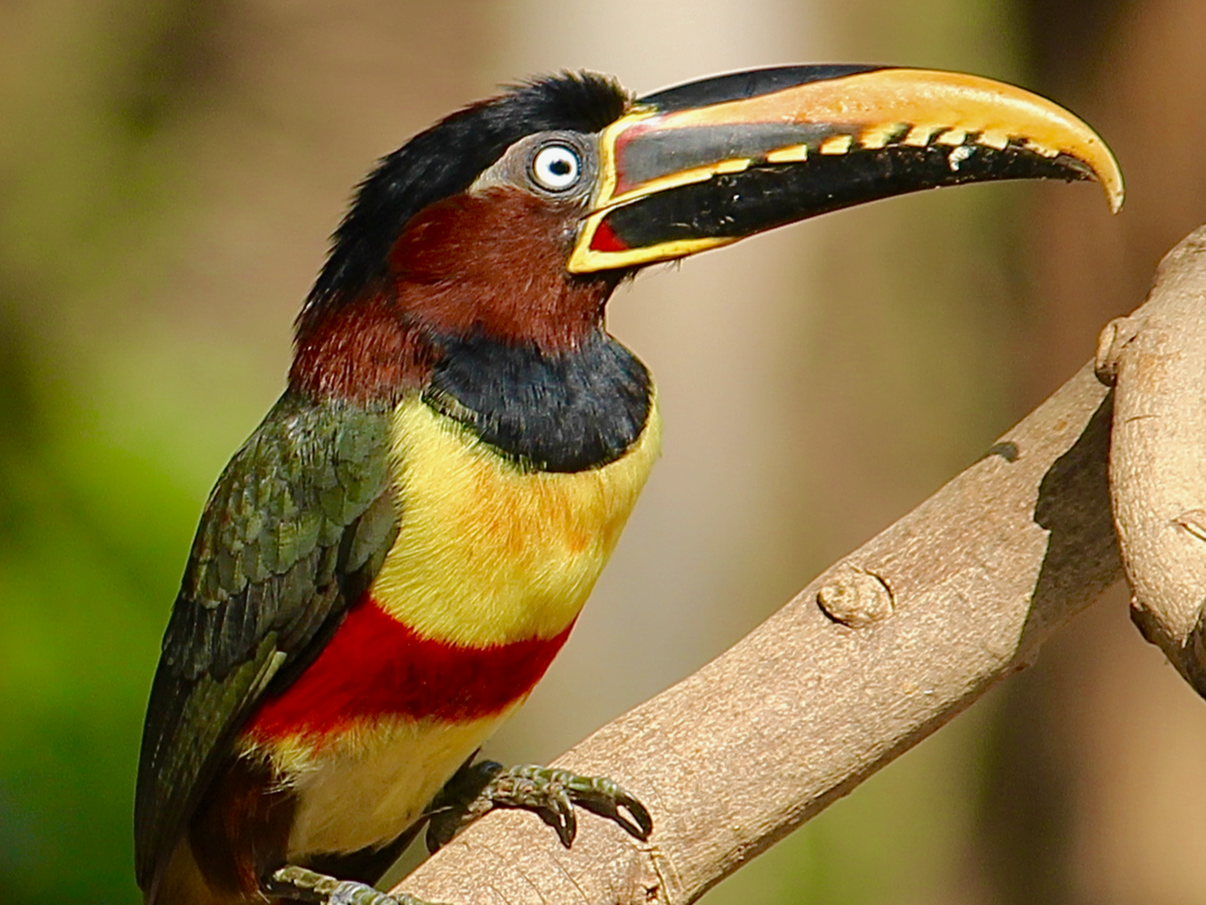 toucan