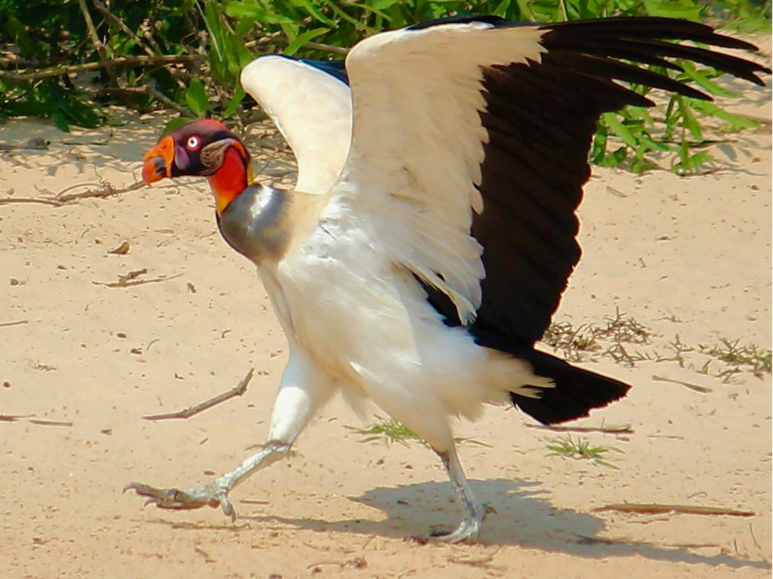 king vulture